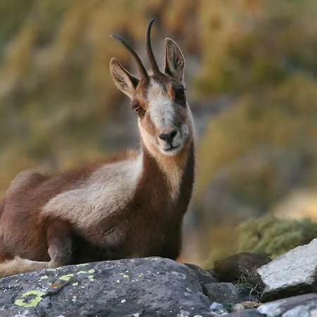 Casa Muro Ordesa * Frajén