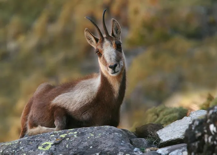 Casa Muro Ordesa * Frajén